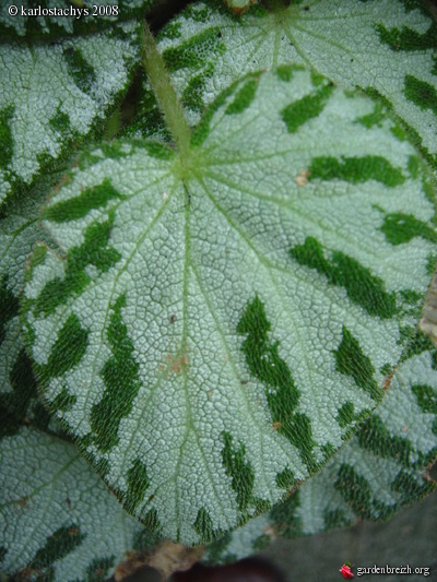 B. ‘Imperialis Otto Forster’